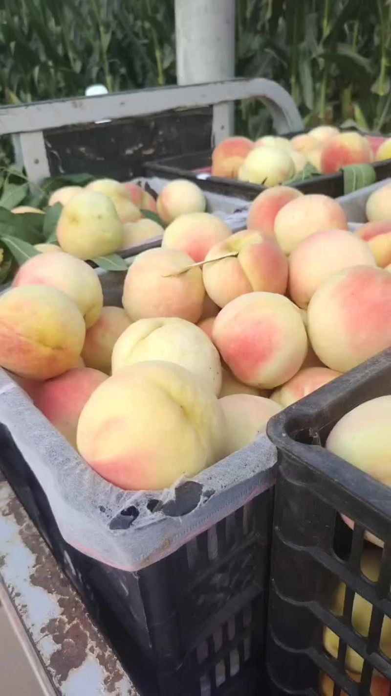 千亩永连蜜桃大量上市中有需要老板联系我