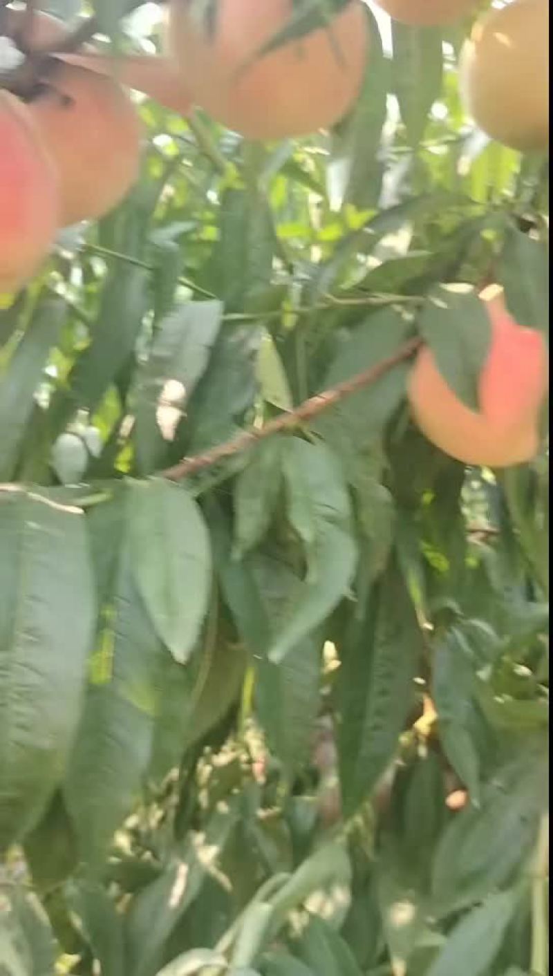 千亩永连蜜桃大量上市中有需要老板联系我