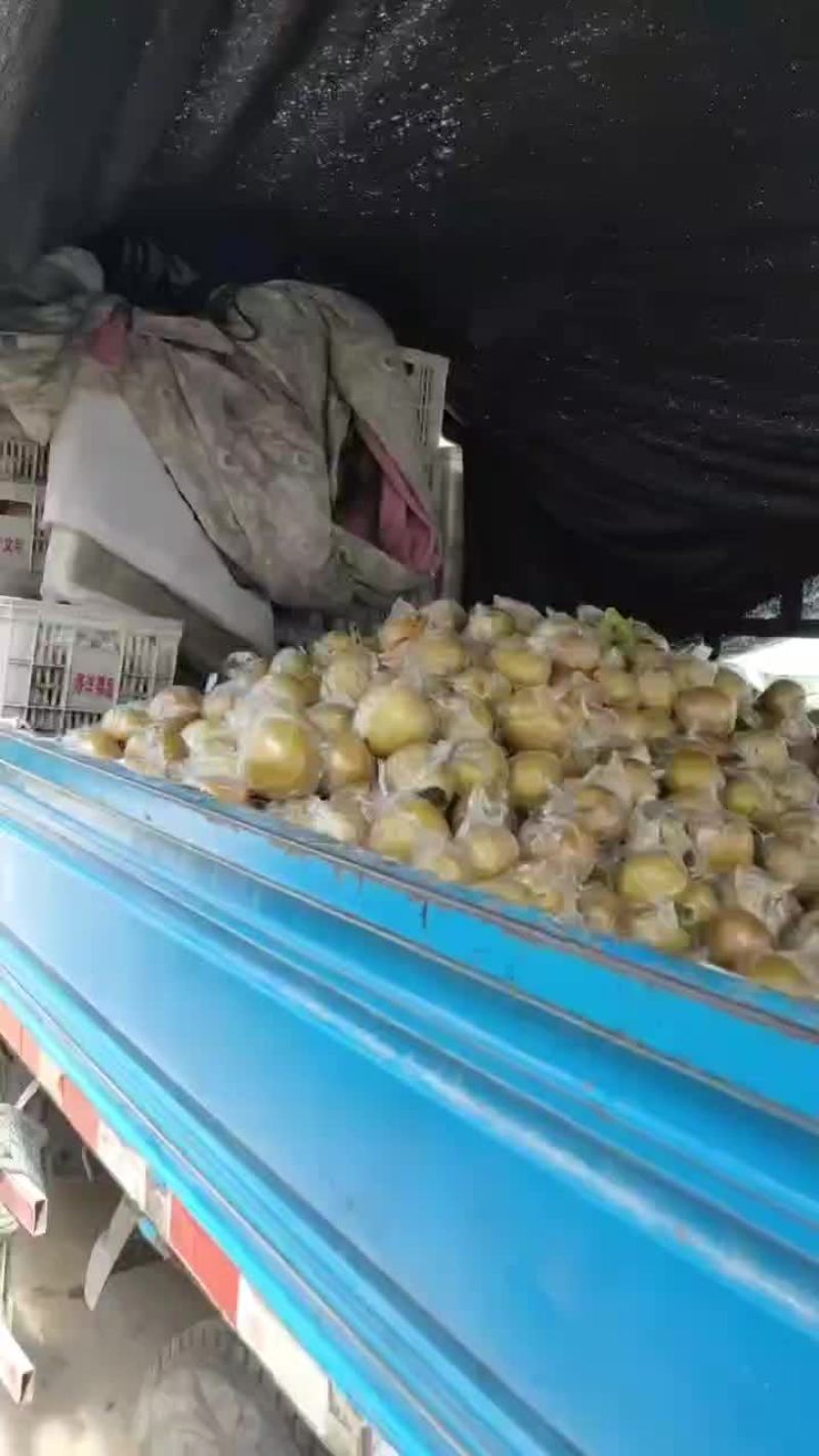 晚秋黄梨