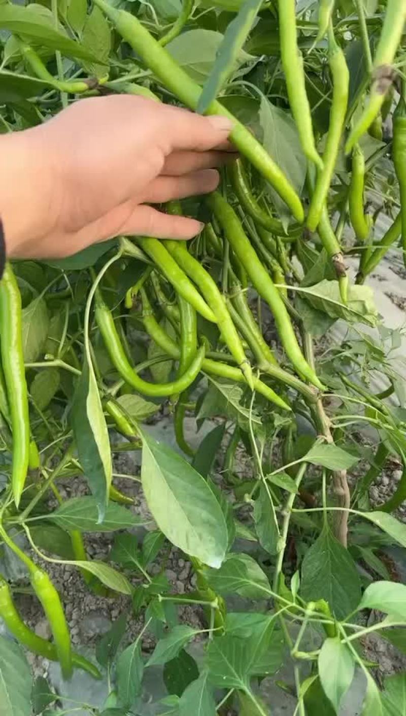 辣椒