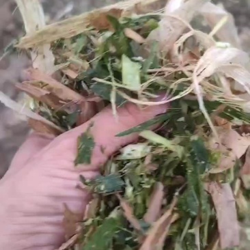 黄贮，打包黄储，散装黄贮。基地直发，可供，大型牛场。