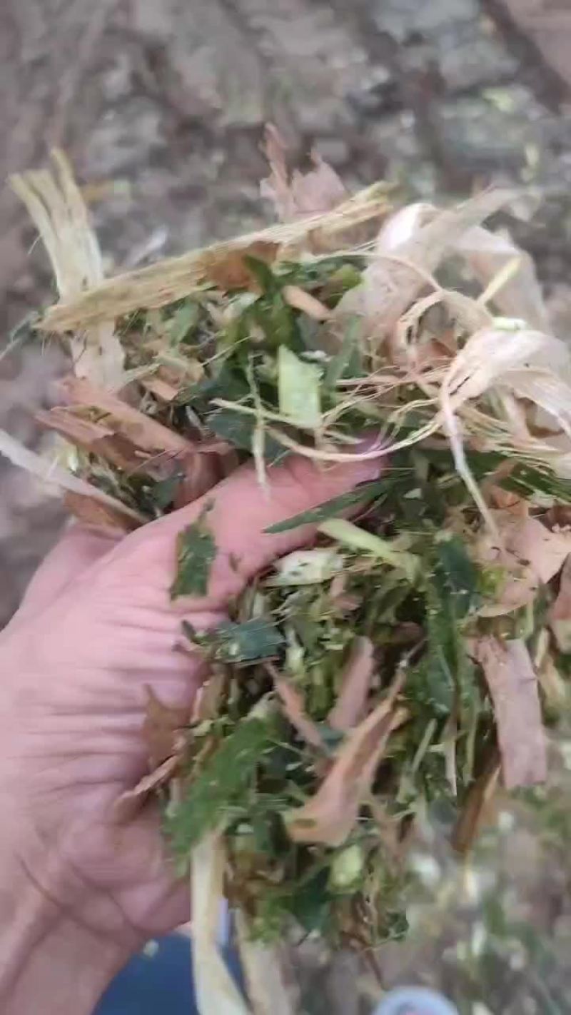 黄贮，打包黄储，散装黄贮。基地直发，可供，大型牛场。