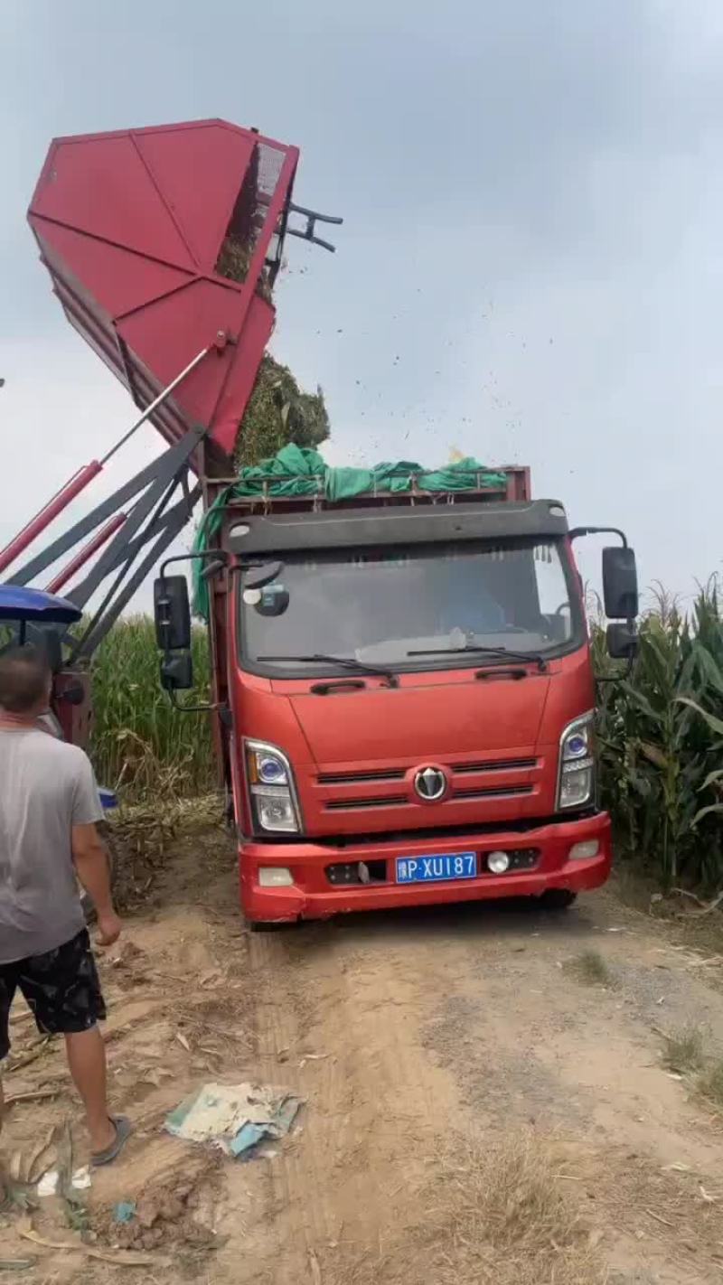 黄贮，打包黄储，散装黄贮。基地直发，可供，大型牛场。