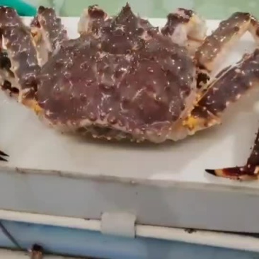 鲜活帝王蟹