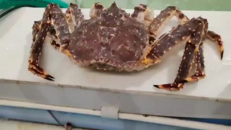 鲜活帝王蟹