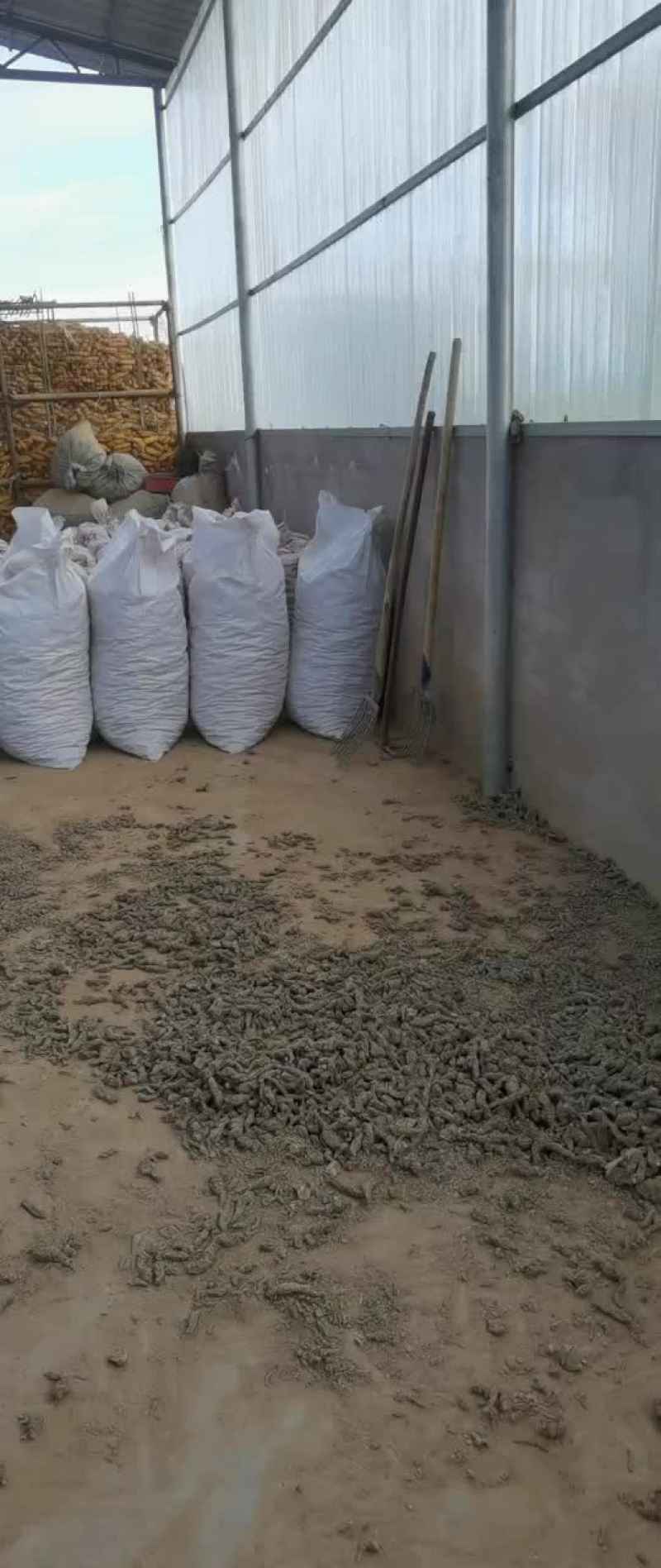 生地，地黄干货道地药材