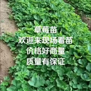 草莓苗