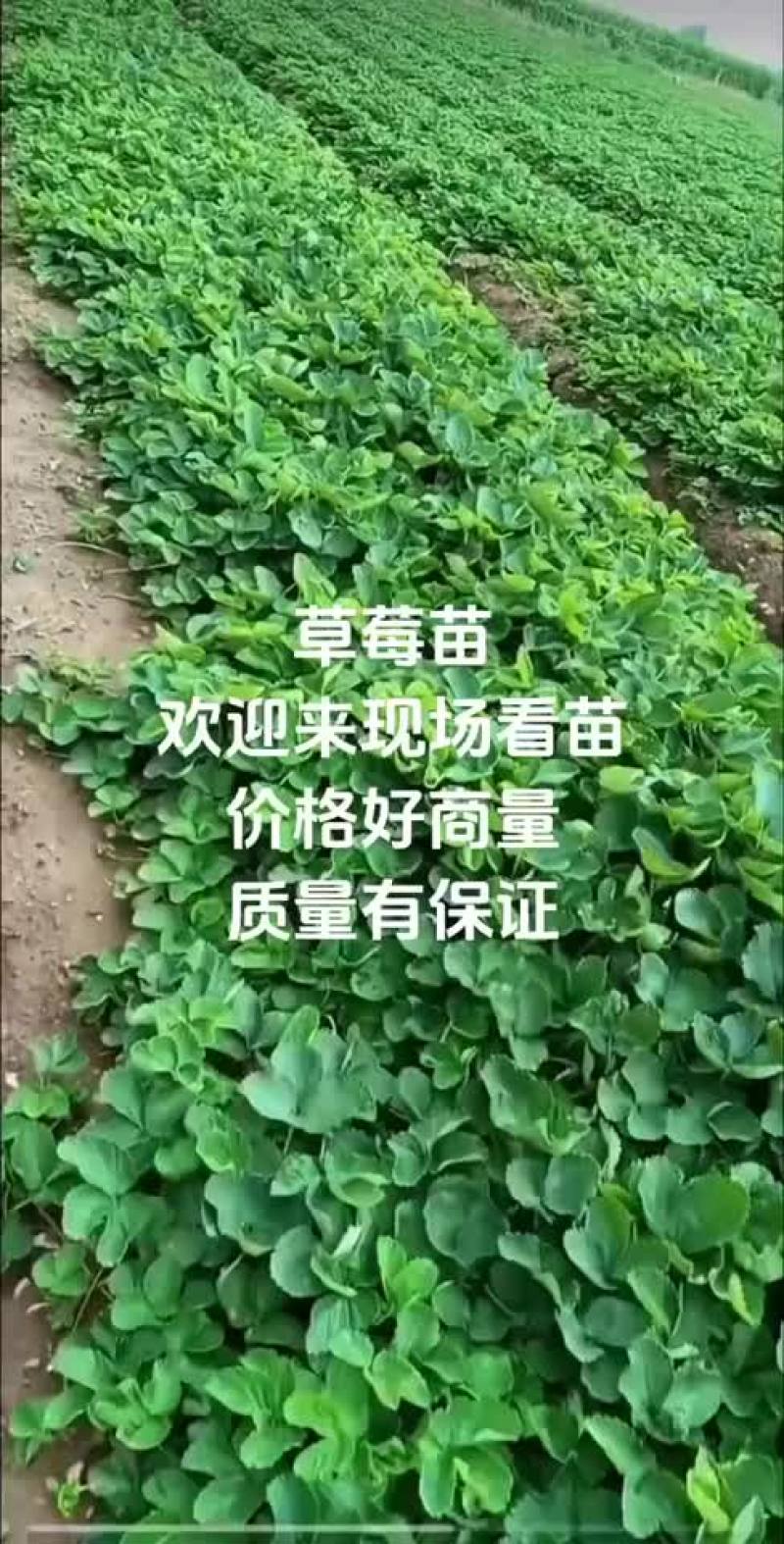 草莓苗