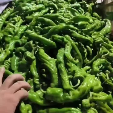 辣椒