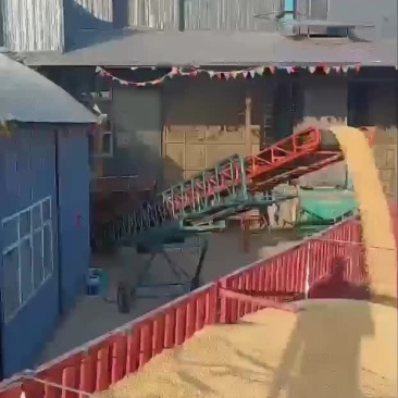 东北大豆