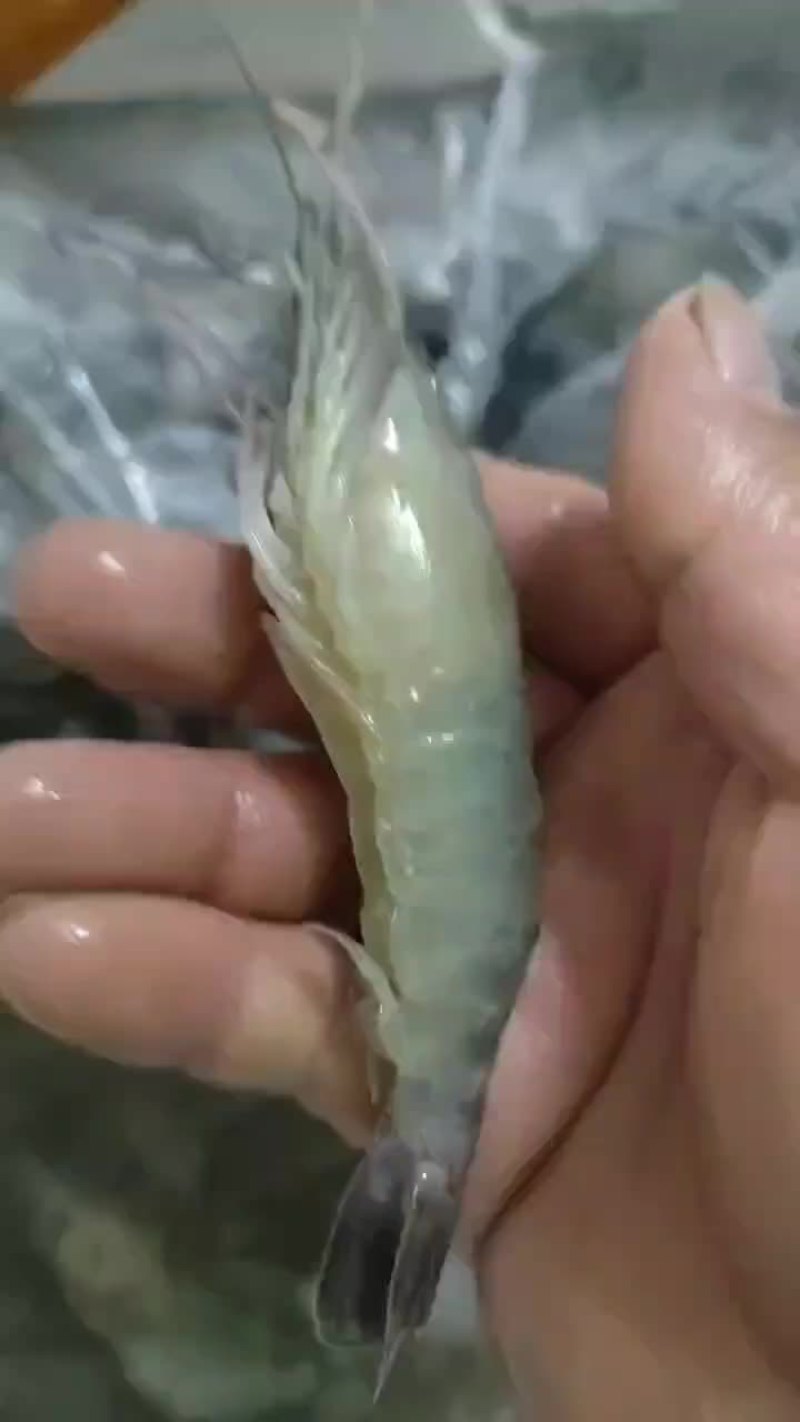 罗氏虾大罗氏虾中号罗氏虾