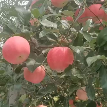 洛川嘎啦苹果