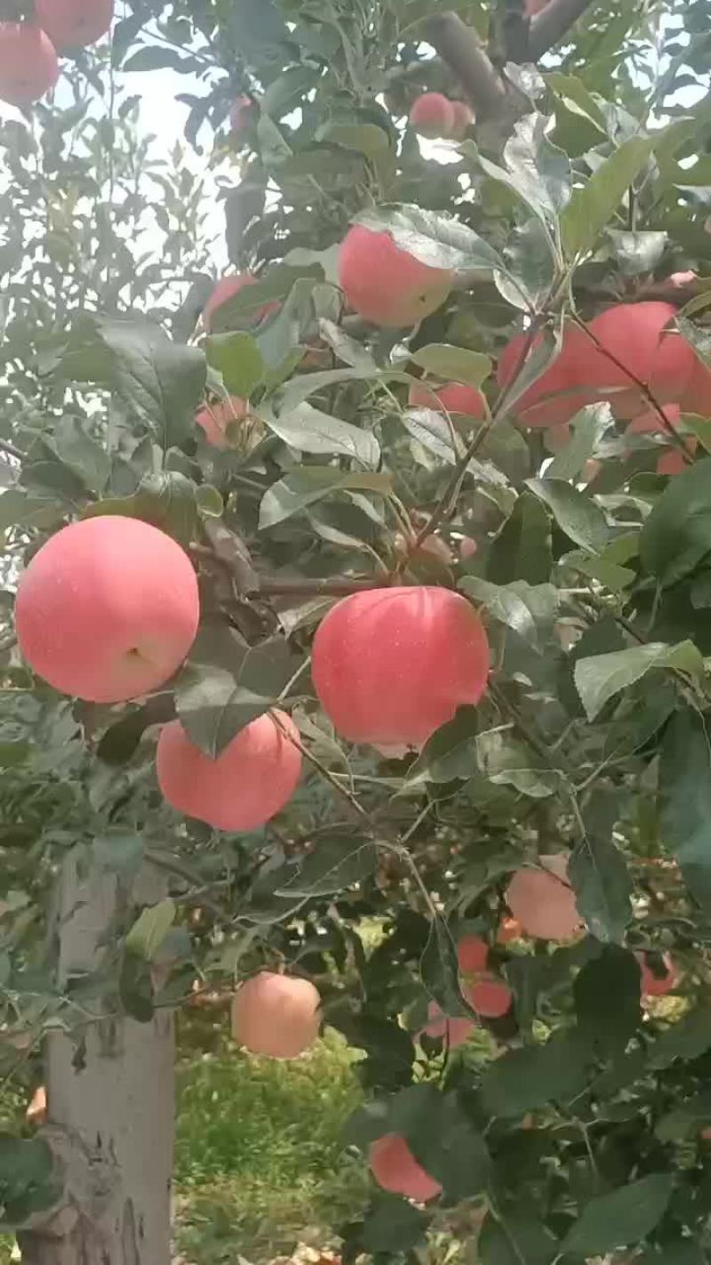 洛川嘎啦苹果