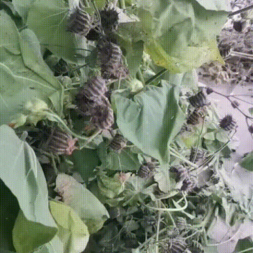 茼麻子