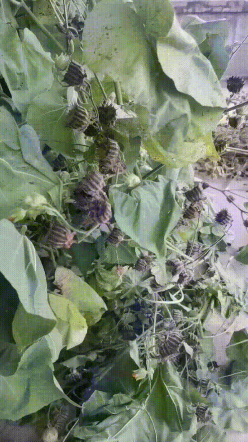 茼麻子