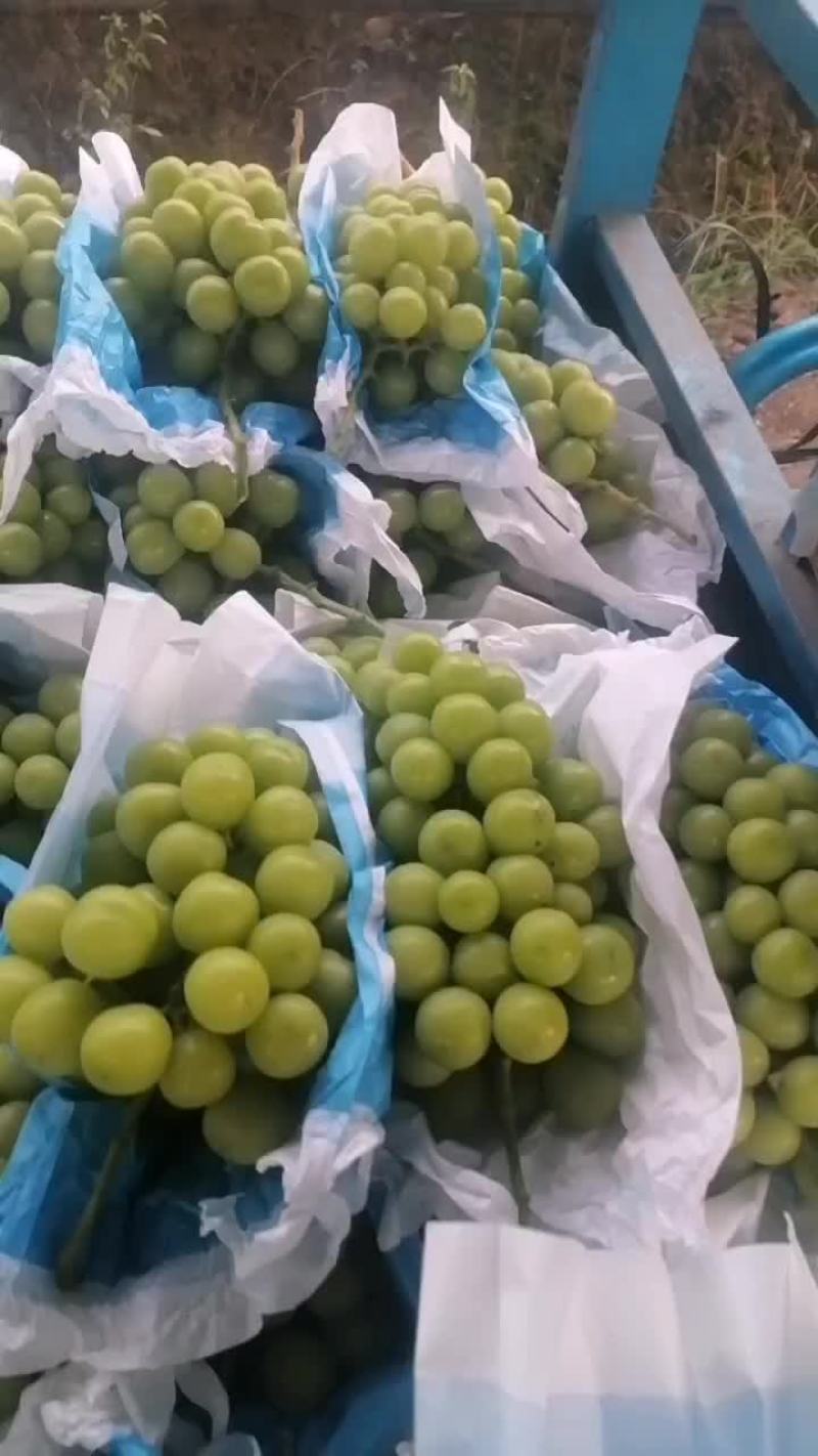 阳光玫瑰