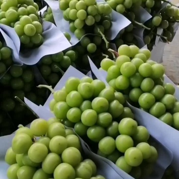 阳光玫瑰