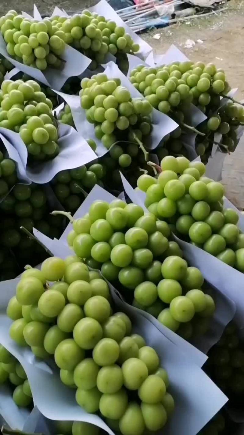 阳光玫瑰
