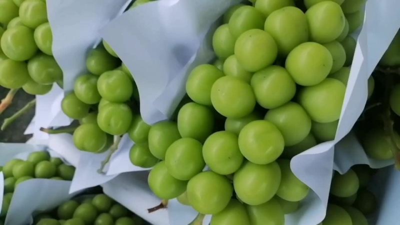 阳光玫瑰