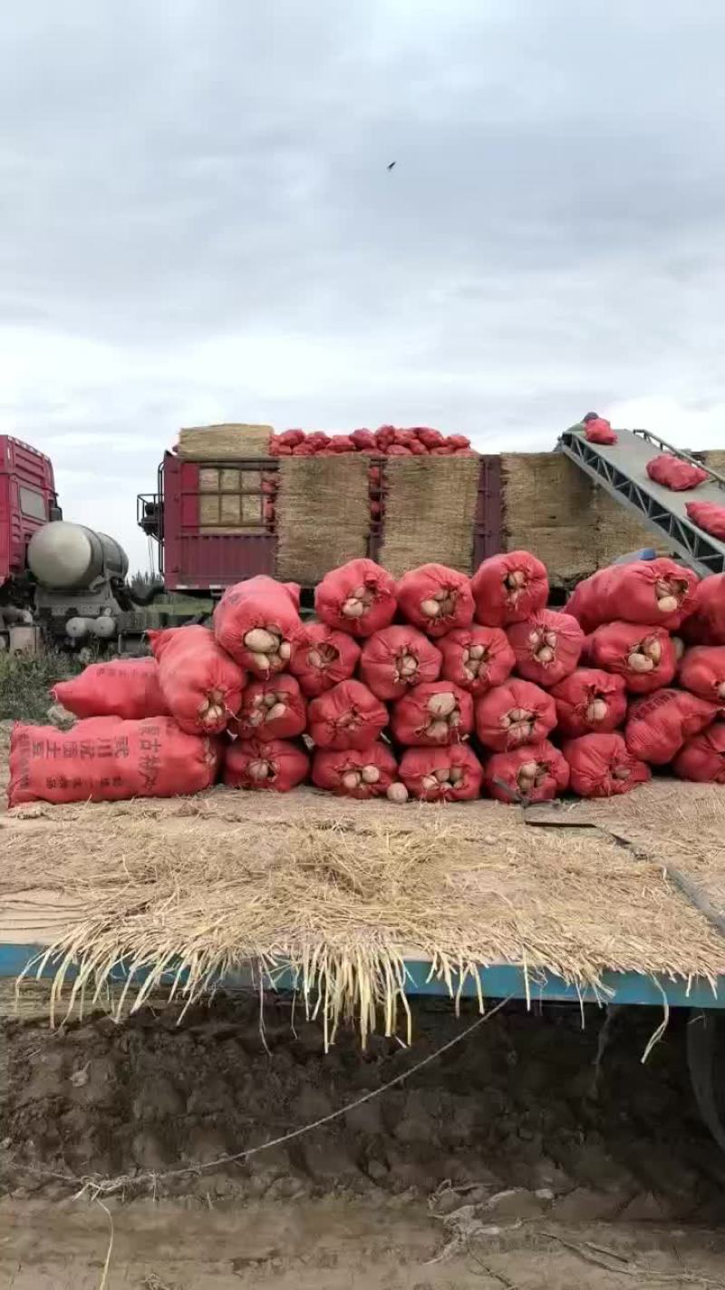 甘肃临烤土豆沃土5号226.228.希森6号，