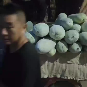 冬瓜