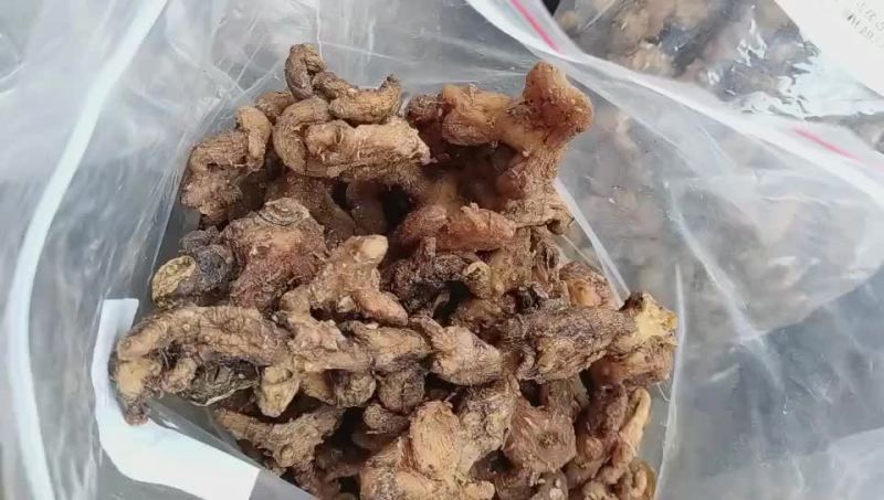 野生黄精