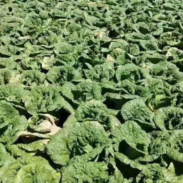 高原夏菜，质量好，无虫眼