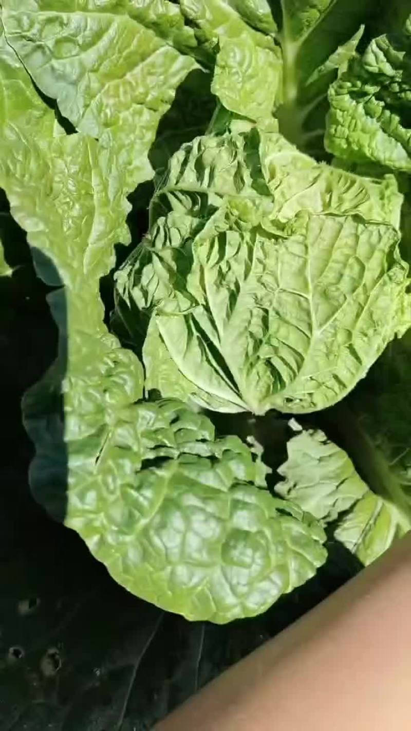 高原夏菜，质量好，无虫眼
