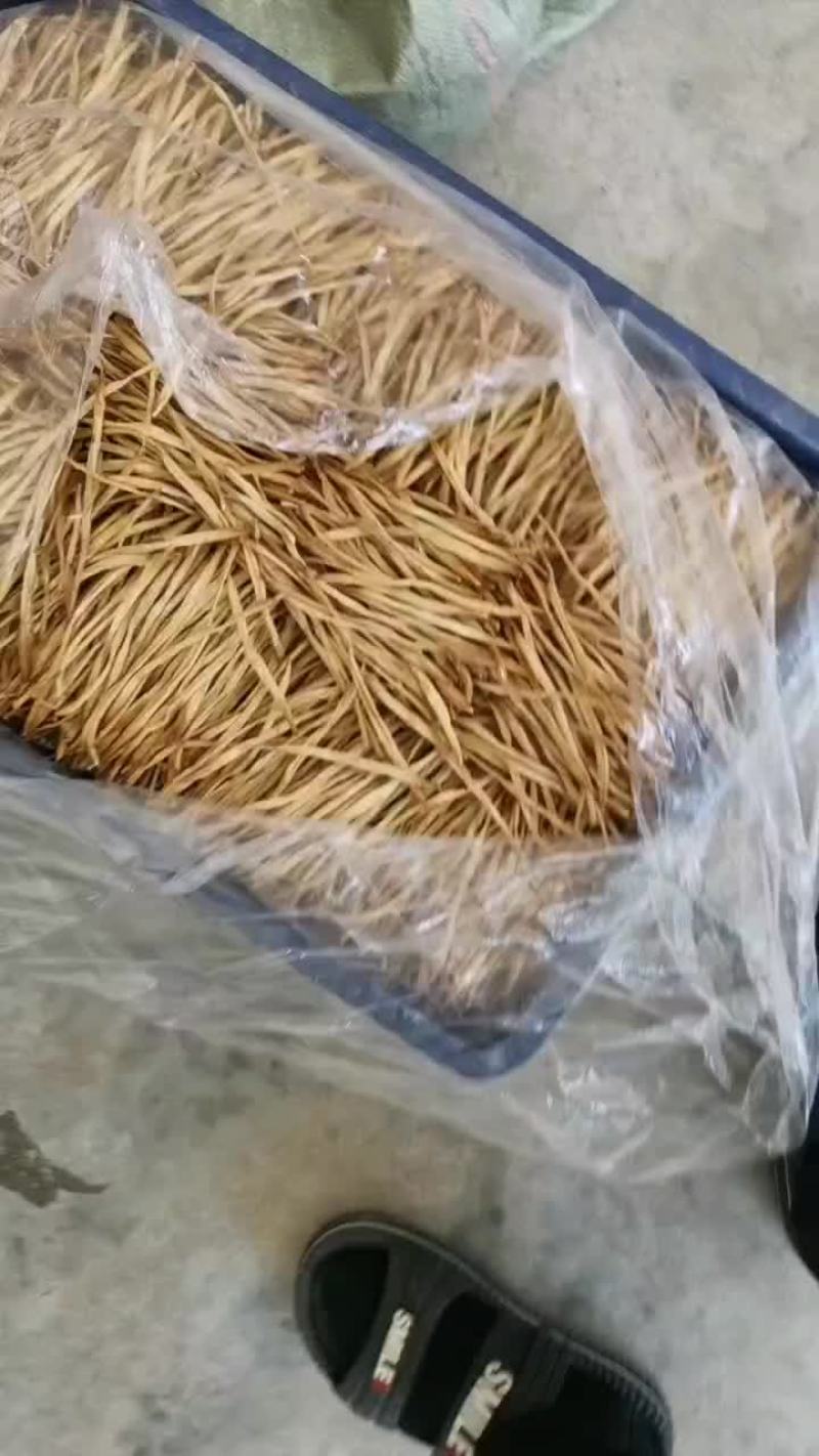 黄花菜，黄花菜