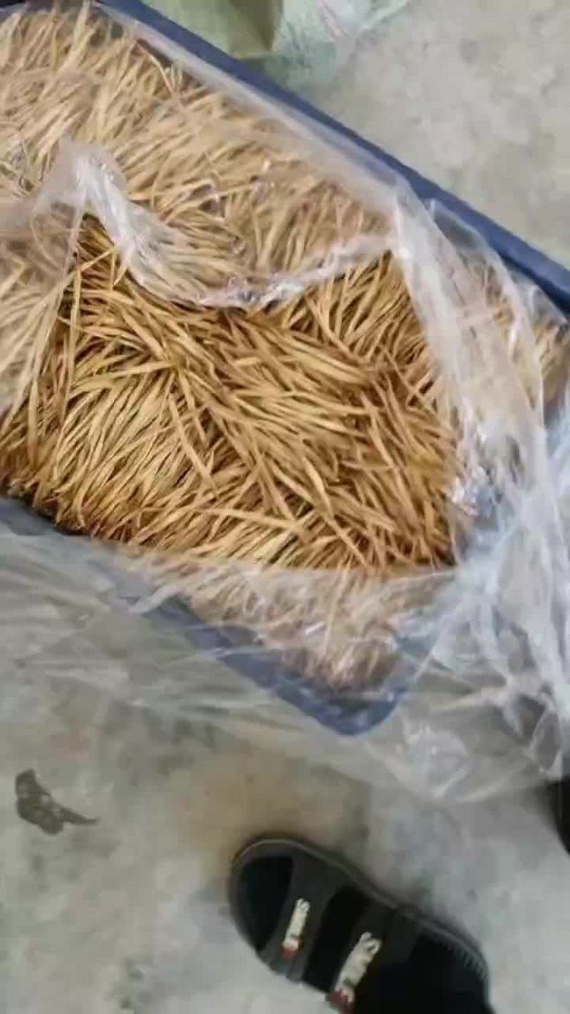 黄花菜，黄花菜