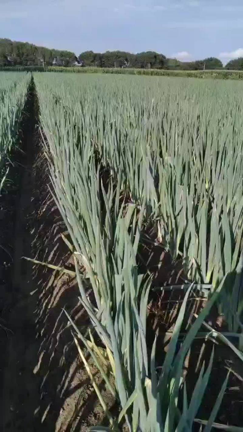 大葱