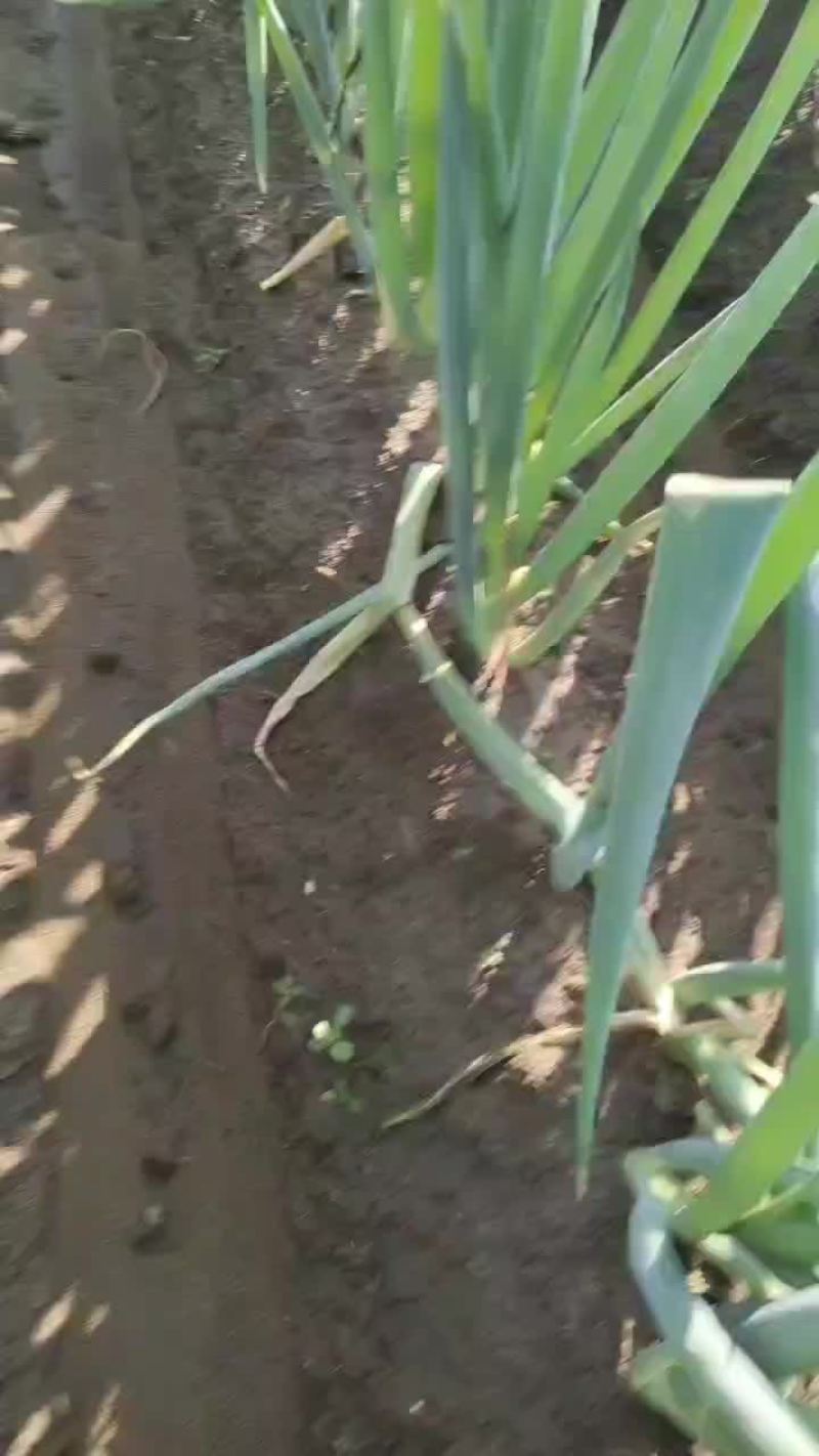大葱