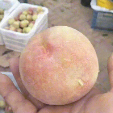 绿化九