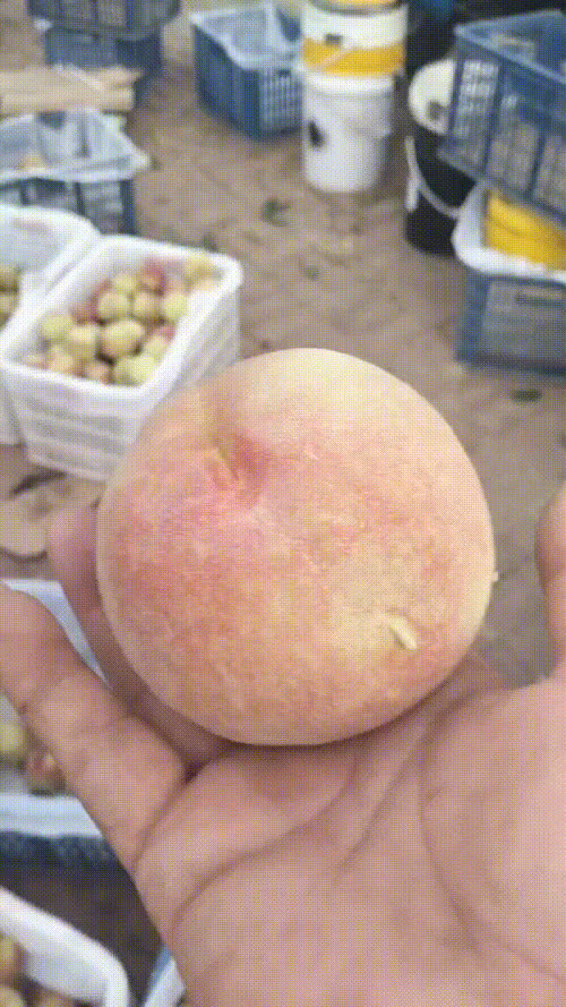 绿化九