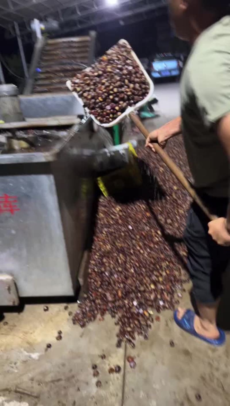 板栗