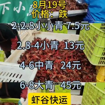 8月19号小龙虾行情出来了：跌！小青跌1-2块，中青跌