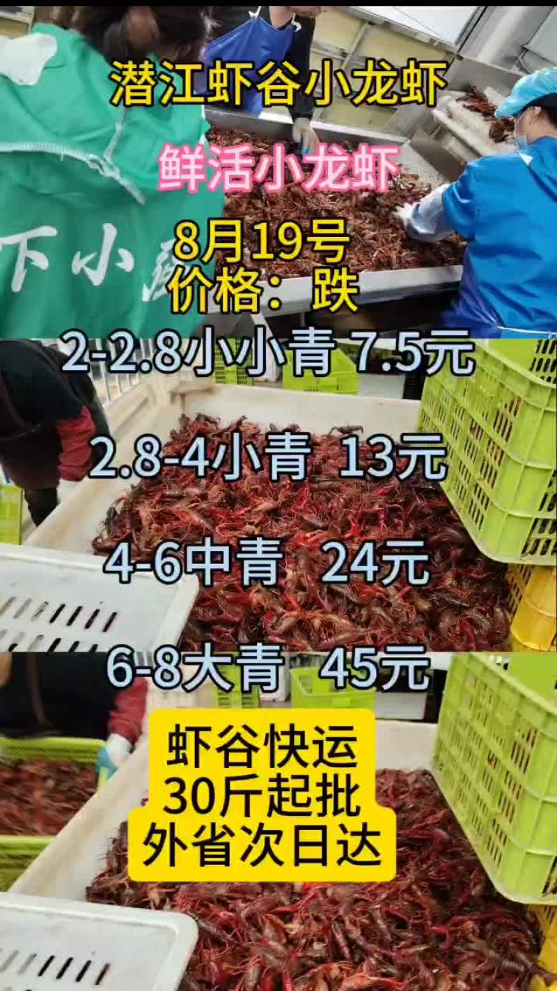 8月19号小龙虾行情出来了：跌！小青跌1-2块，中青跌