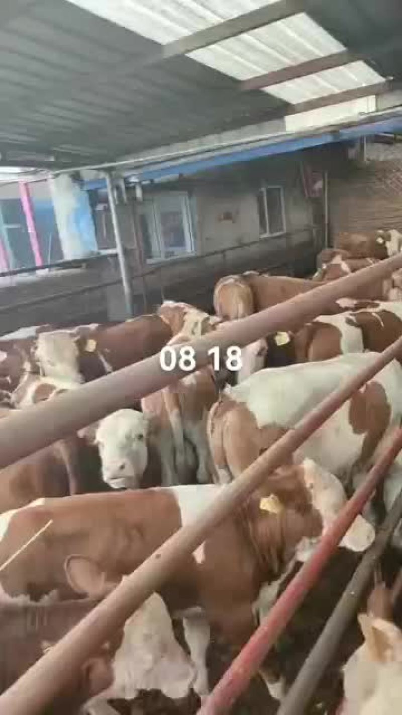 西门塔尔牛场
