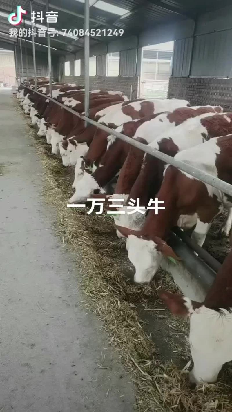 西门塔尔牛场