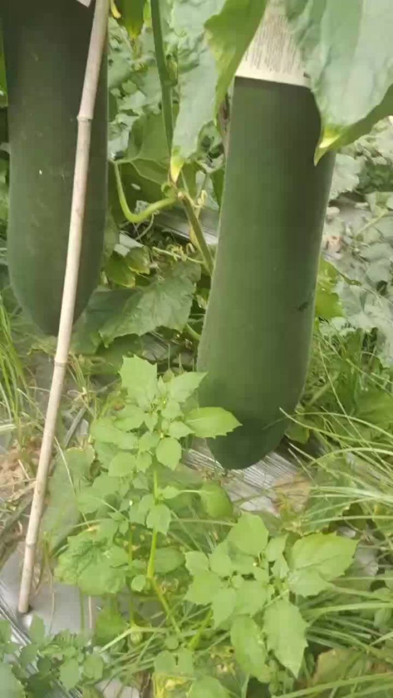 产地黑皮冬瓜直供