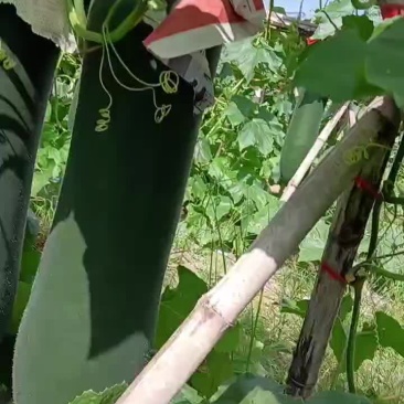 产地黑皮冬瓜直供