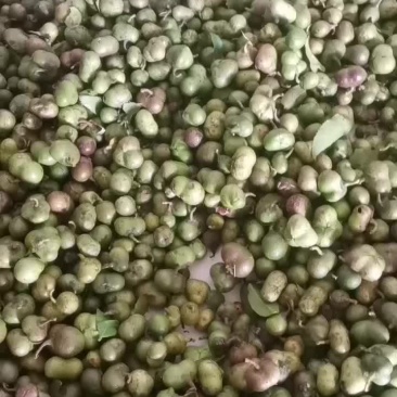 茶种子