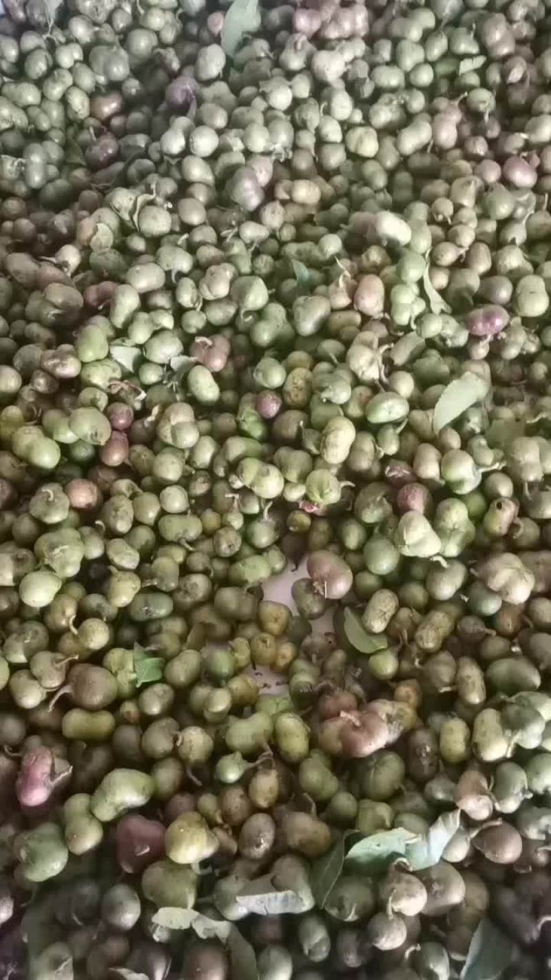 茶种子