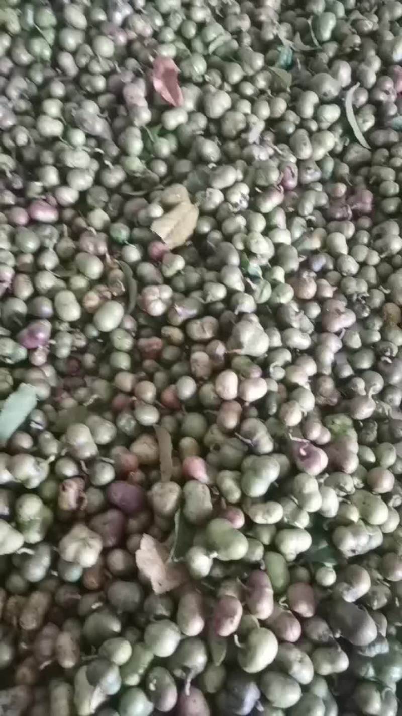 茶种子