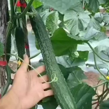 大量青瓜有想法的老板可以联系
