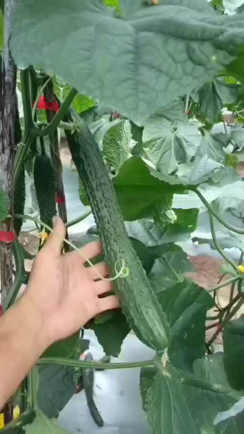 大量青瓜有想法的老板可以联系