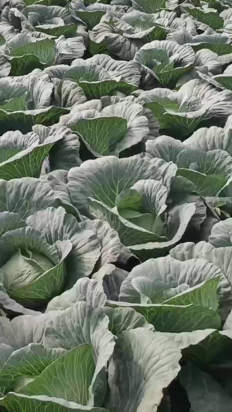 出售大扁甘蓝