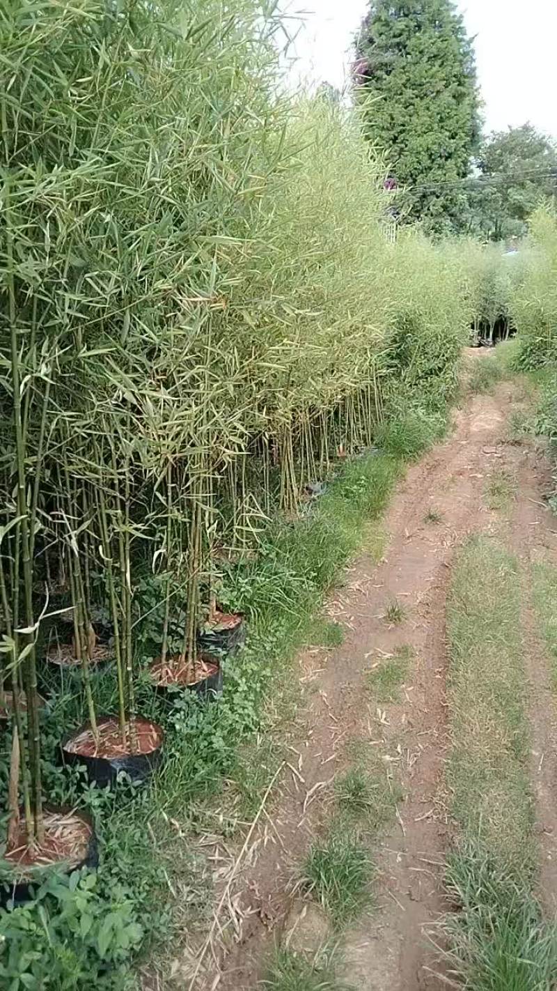 精品罗汉竹
