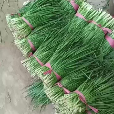 韭菜大量上市中