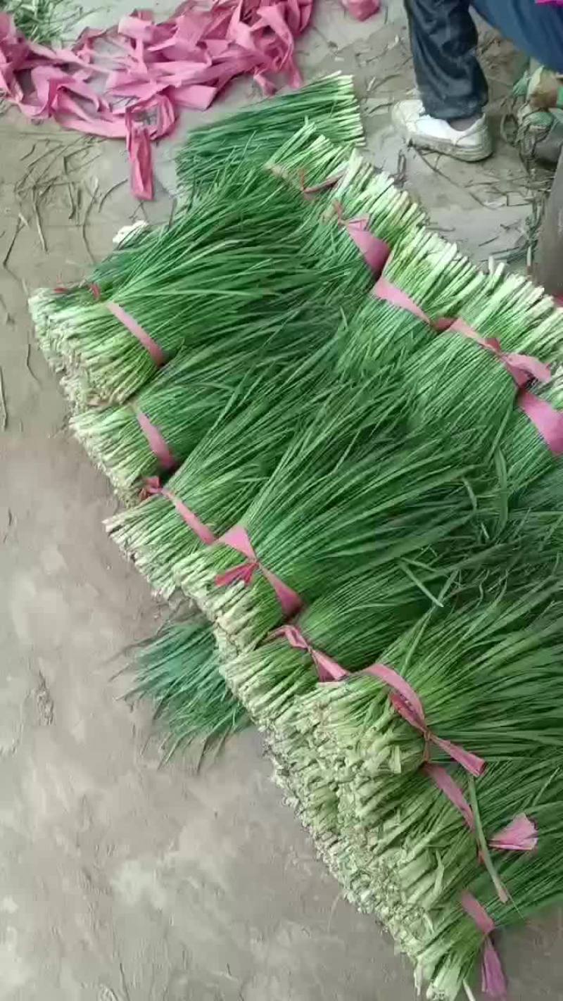 韭菜大量上市中